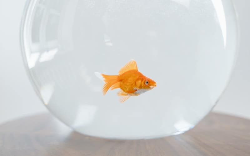 a goldfish in a round tank
