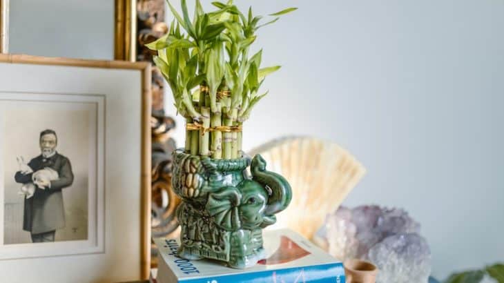 a planter with a bamboo plant in it